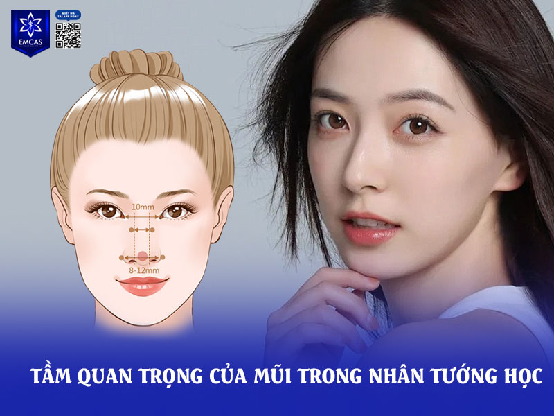 Trong nhân tướng học, mũi được xem là trung tâm của gương mặt và là vị trí đại diện cho cung Tài Bạch – phản ánh khả năng tài chính, trí tuệ và vận mệnh