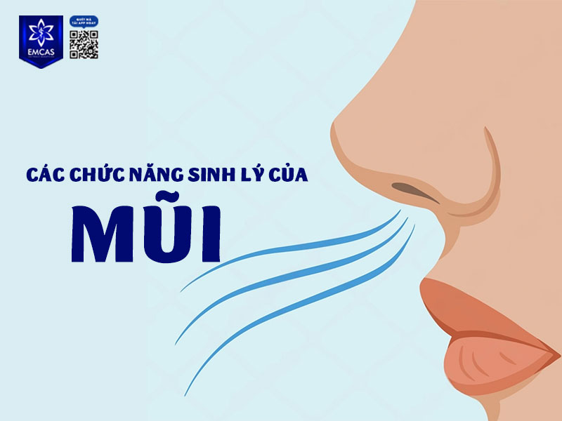 Mũi là cửa ngõ của hệ hô hấp, đóng vai trò quan trọng trong việc duy trì sức khỏe.
