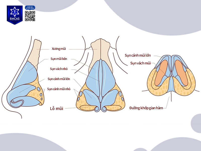 Cấu tạo mũi gồm nhiều phần như xương, sụn, mô mềm và da, tất cả phối hợp hài hòa để tạo nên hình dáng và chức năng đặc trưng của mũi.