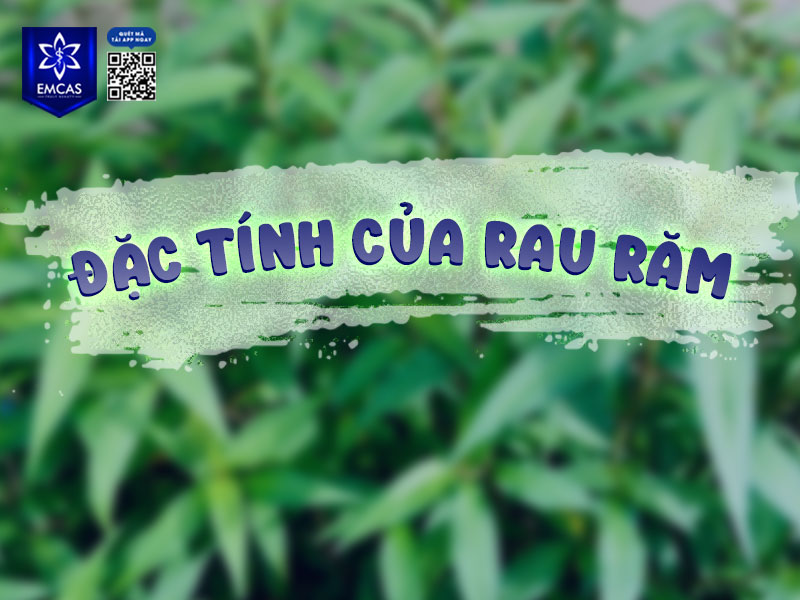 Rau răm là một loại rau nêm quen thuộc trong bữa ăn của người Việt, thường được sử dụng để tăng hương vị cho các món như trứng vịt lộn, cháo, gỏi, hoặc các món hải sản.