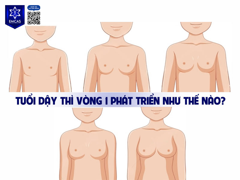 Vòng 1 ở tuổi dậy thì phát triển chủ yếu nhờ hormone estrogen kết hợp với quá trình tích tụ mô mỡ và mô tuyến vú.