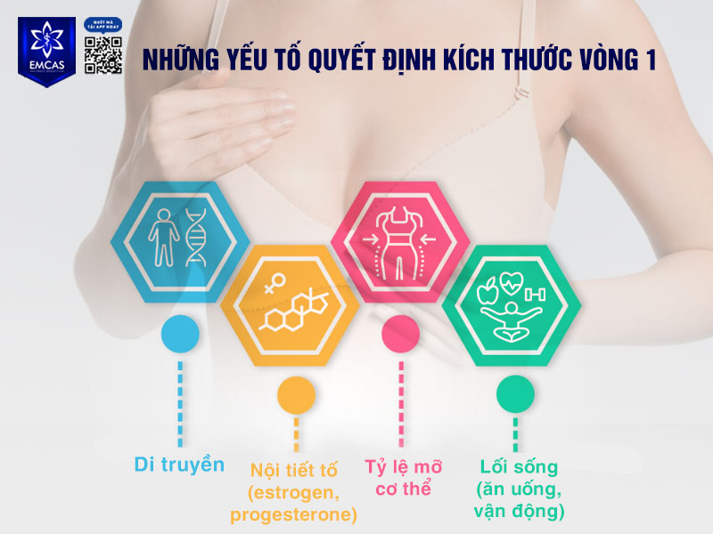 Kích thước vòng 1 không phụ thuộc vào một yếu tố duy nhất mà là sự kết hợp của nhiều yếu tố sinh học và lối sống.