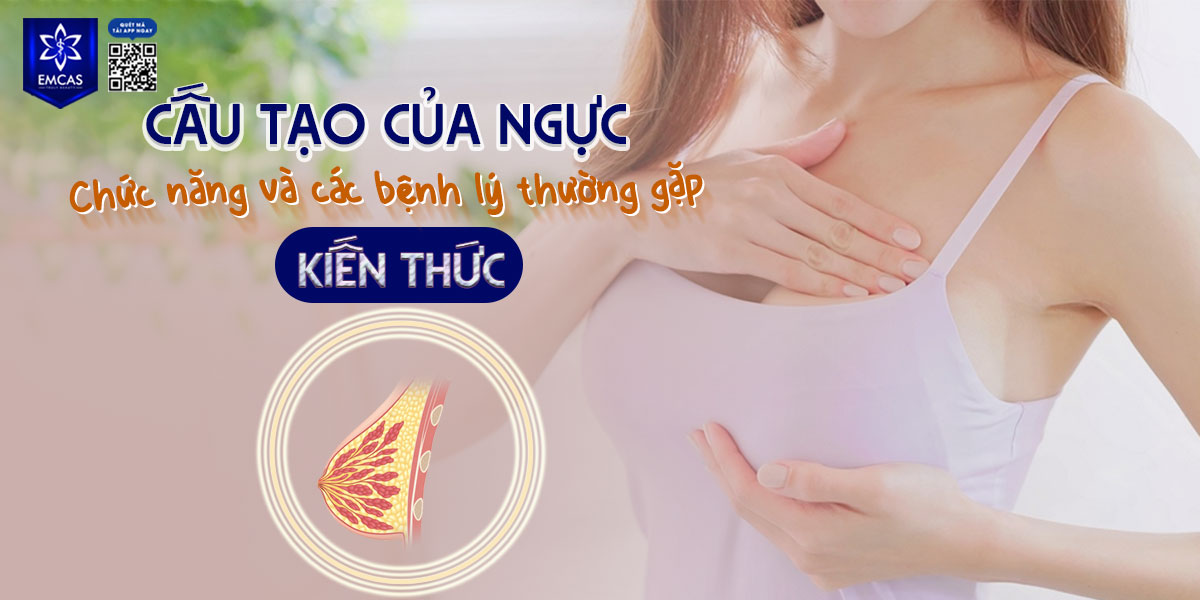 Cấu tạo của ngực, chức năng và các bệnh lý thường gặp [Kiến thức]