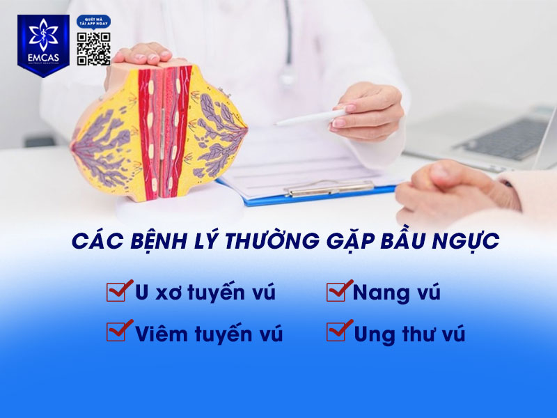 Bầu ngực là cơ quan nhạy cảm, chịu ảnh hưởng trực tiếp từ nội tiết tố và các biến đổi sinh lý theo từng giai đoạn cuộc đời.