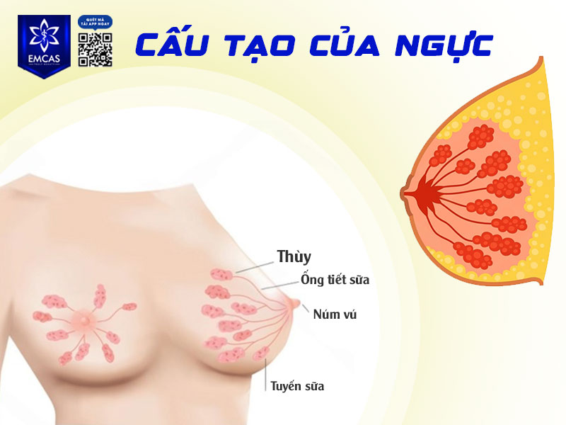 Cấu tạo của ngực bao gồm mô mỡ, tuyến vú, dây chằng Cooper, cơ ngực lớn cùng hệ thống mạch máu và dây thần kinh nuôi dưỡng.