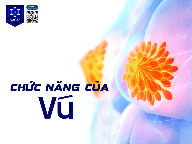 Vú không chỉ là một đặc điểm hình thể mang tính thẩm mỹ mà còn đảm nhiệm nhiều chức năng sinh học, nội tiết, cảm giác và tâm sinh lý quan trọng đối với cơ thể nữ giới.