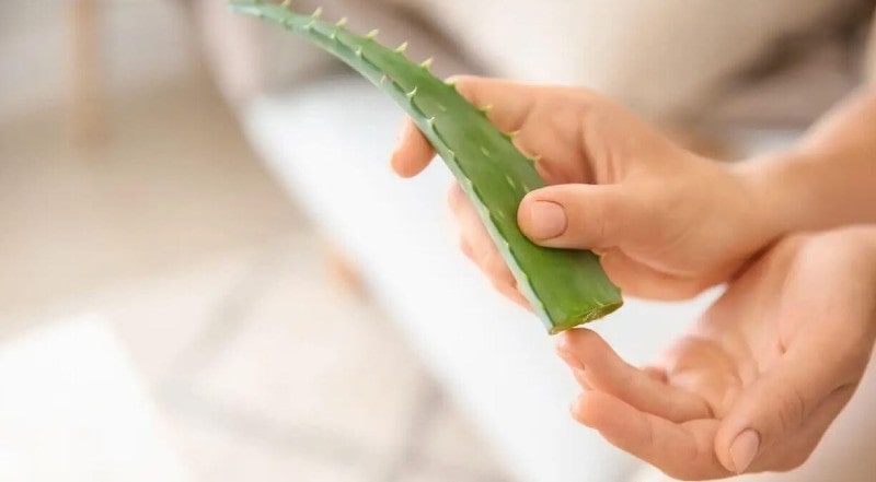 Tổng Hợp Cách Làm Đẹp Bằng Nha Đam Đơn Giản Và Hiệu Quả