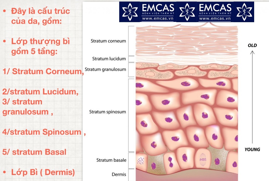 So Sánh Mỹ Phẩm Dưỡng Da & Mỹ Phẩm Sinh Học