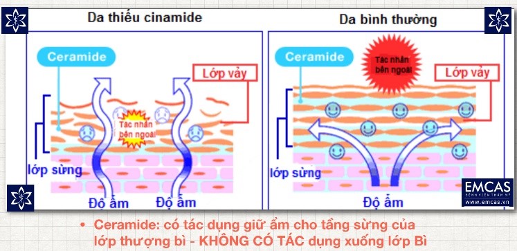 So Sánh Mỹ Phẩm Dưỡng Da & Mỹ Phẩm Sinh Học
